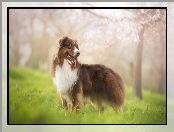 Rozmycie, Owczarek australijski, Australian shepherd