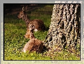 Rozmycie, Jelonki, Park, Białowieski, Narodowy