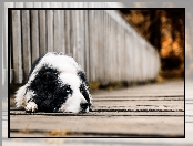 Rozmycie, Border collie, Most