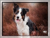 Rozmycie, Border collie, Trawa