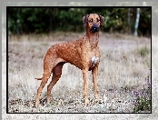 Rozmycie, Rhodesian ridgeback, Trawa