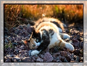 Rozmycie, Bokeh, Kot, Szylkretowy, Kamienie