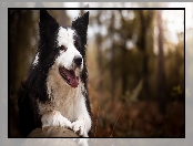 Rozmyte tło, Pies, Border collie