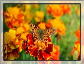 Rozmyte tło, Argynnis, Aksamitka, Kwiat, Motyl