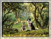 Tło, Rozmyte, Sznaucer miniaturowy, Łąka, Border collie