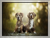 Tło, Rozmyte, Psy, Dwa, Catahoula leopard dog