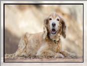 Tło, Rozmyte, Cocker spaniel angielski, Pies, Szczeniak