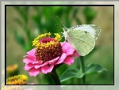 Różowa, Cynia, Bielinek, Motyl, Kwiat