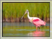 Woda, Ptak, Warzęcha różowa