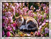 Różowe, Kot, Kwiaty