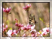 Motyl, Różowe, Kwiaty
