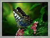 Różowe, Liście, Motyl, Kwiaty