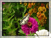 Motyl, Różowy, Kwiat