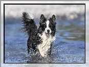 Rozprysk, Woda, Pies, Biegnący, Border collie