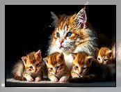 Kot, Rude, Grafika AI, Kocięta