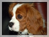 Rudo-biały, King Charles Spaniel