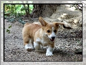 rudy, Welsh corgi pembroke