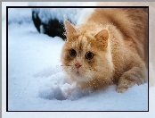 Rudy, Śnieg, Kot brytyjski długowłosy, Zima