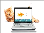 Haczyk, Rudy, Śmieszne, Rybka, Wędka, Kot, Laptop