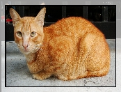 Rudy, Kot