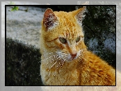 Rudy, Kot