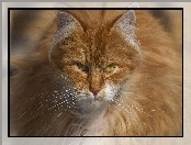 Kot, Rudy, Puszysty