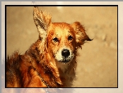 Paintography, Rudy, Pies