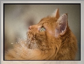 Profil, Rudy, Kot