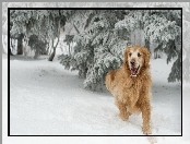 Pies, Golden Retriever, Rudy, Zima