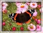 Motyl, Rusałka admirał