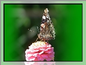 Motyl, Rusałka Admirał