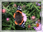 Motyl, Rusałka admirał