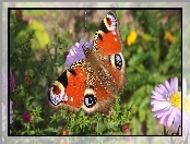 Rusaka Pawik, Aster, Motyl, Fioletowy