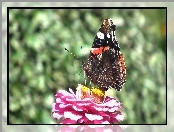 Rusałka admirał, Cynia, Motyl, Kwiat