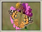 Rusałka osetnik, Cynia, Motyl, Kwiat