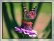 Rusałka osetnik, Cynia, Motyl, Kwiat