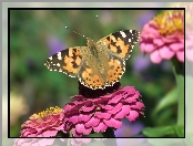 Rusałka osetnik, Cynia, Motyl, Kwiat