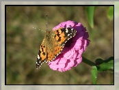 Rusałka osetnik, Cynia, Motyl, Kwiat