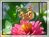 Rusałka, Cynia, Motyl, Osetnik