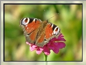 Rusałka pawik, Cynia, Motyl, Kwiat