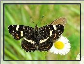 Motyl, Rusałka kratkowiec