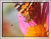 Rusałka Osetnik, Makro, Motyl, Oko