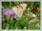 Rusałka, Oście, Motyl, Na