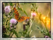 Rusałka ceik, Oset, Motyl, Rośliny