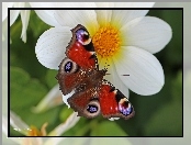Rusałka Pawik, Owad, Motyl, Czerwony