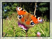 Motyl, Rusałka pawik