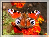 Motyl, Rusałka pawik
