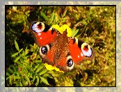 Motyl, Rusałka pawik