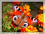 Motyl, Rusałka pawik