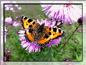 Motyl, Rusałka pokrzywnik